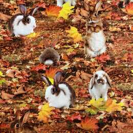 Kaniner i löv - Trikåtyg