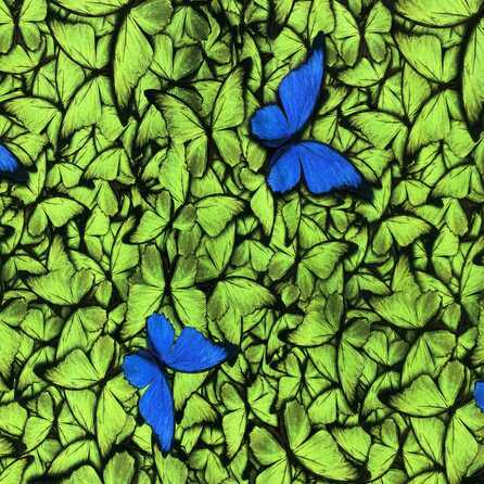 Fjärilar, grön - Trikåtyg